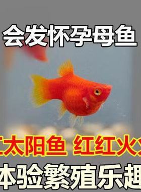 胎生鱼 红太阳鱼 直接生小鱼 红玛丽鱼 红皮球鱼 红剑鱼 包邮包损