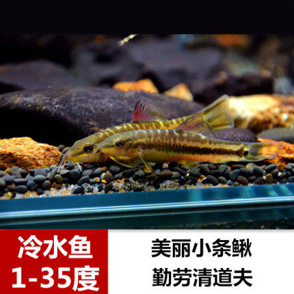 壮体沙鳅美丽小条鳅 冷水清道夫 观赏鱼 清洁工 垃圾鱼除藻鱼包邮