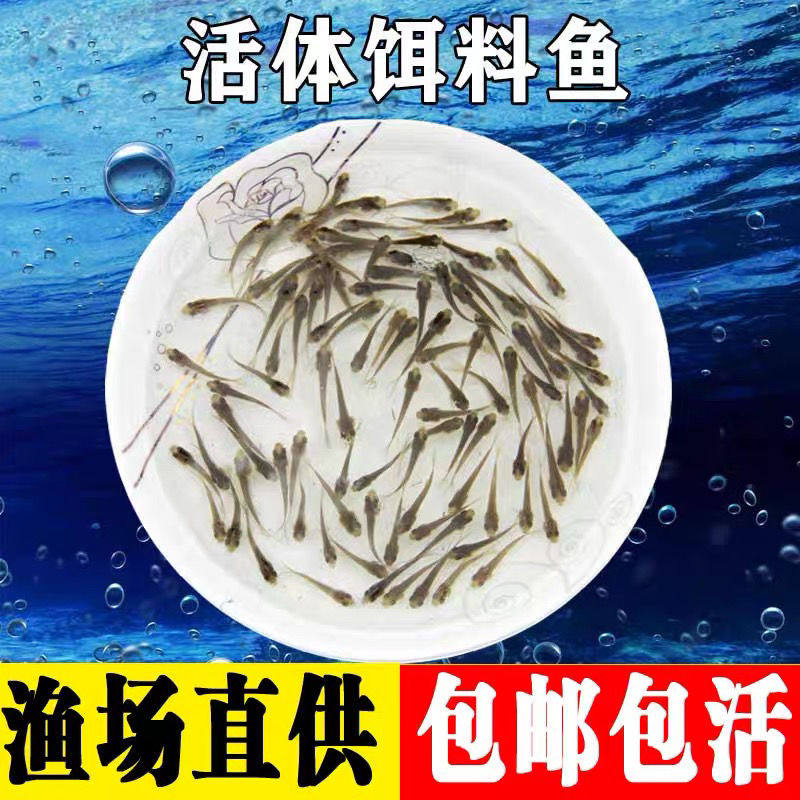 喂乌龟的小鱼苗淡水草鱼食蚊鱼六角恐龙鱼饲料活体饲料龙鱼饲料 - 实物图
