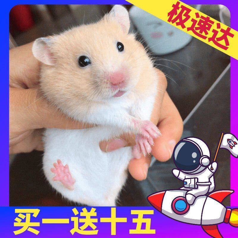 包邮小仓鼠活体银狐布丁三线金丝熊宠物一只仓鼠宝宝幼崽包活一对