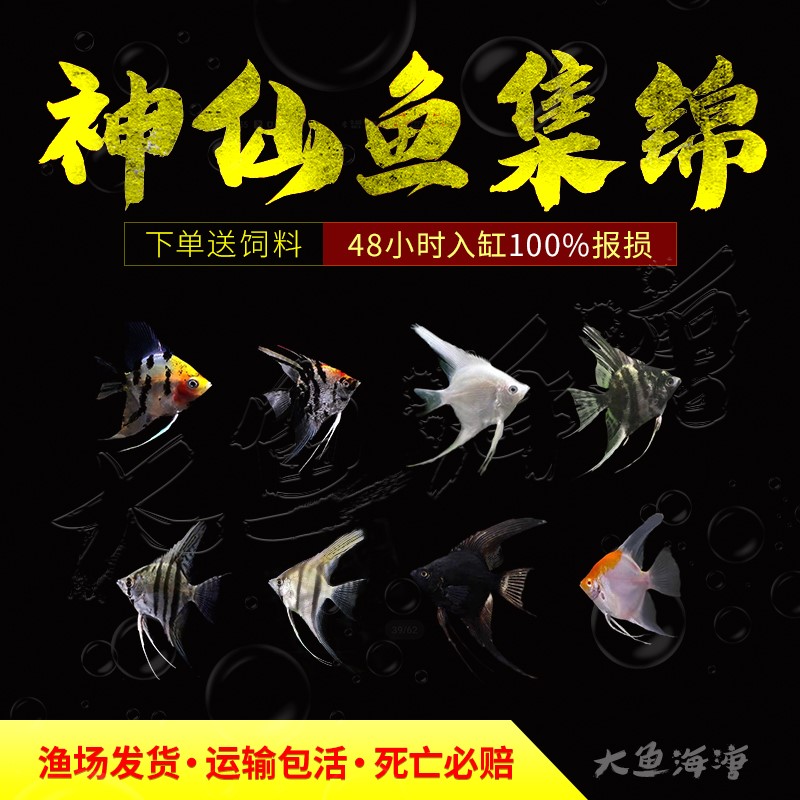 红魔鬼神仙鱼燕鱼热带鱼热带观赏鱼活体燕鱼活体包邮报损