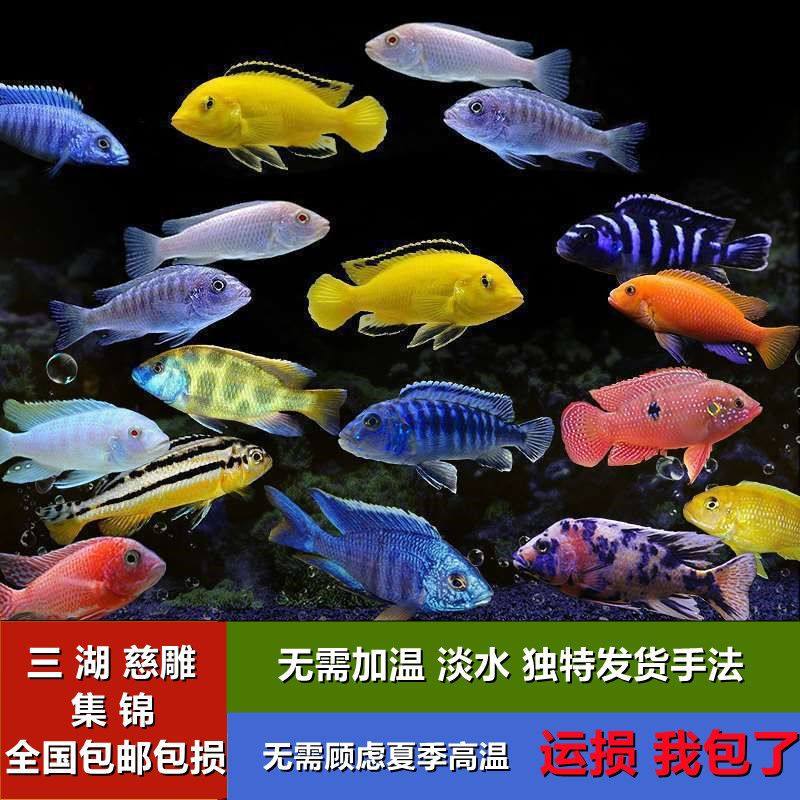 三湖慈雕鱼雪雕鱼三湖慈鲷鱼热带鱼