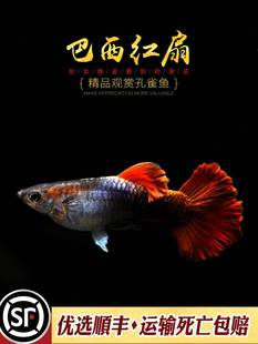 精品巴西红扇孔雀鱼热带观赏鱼缸折扇尾繁殖组活体宠物小型淡水鱼