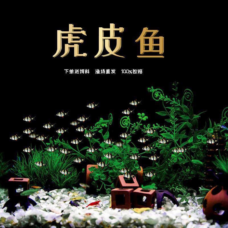 热带鱼观赏鱼活体鱼群游鱼虎皮鱼绿虎皮蓝虎皮金虎皮四间虎鱼易活