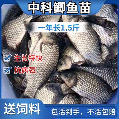 优质鲫鱼可食用观赏鲫鱼淡水