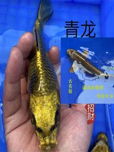 锦鲤活鱼古黄金淡水冷水鱼观赏鱼招财鱼高档大型红白三色耐养鱼苗