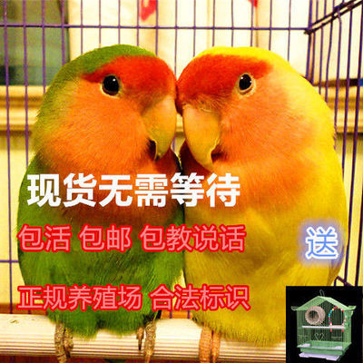 鹦鹉活鸟虎皮鹦鹉鸟类活体观赏鸟说话鸟玄凤小鸟活物宠物鸟家养鸟