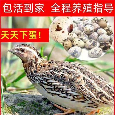 鹌鹑活苗下蛋繁殖鹌鹑家养鸡苗阳台养宠物活物黄羽沙维鹌鹑鸟活物