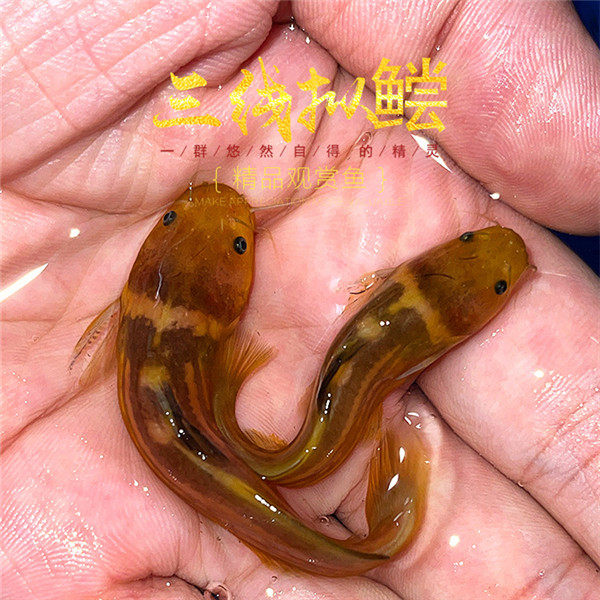 【超萌】三线猫 三线拟鲿 冷水鱼 原生鱼 稀少鱼种 观赏鱼活体
