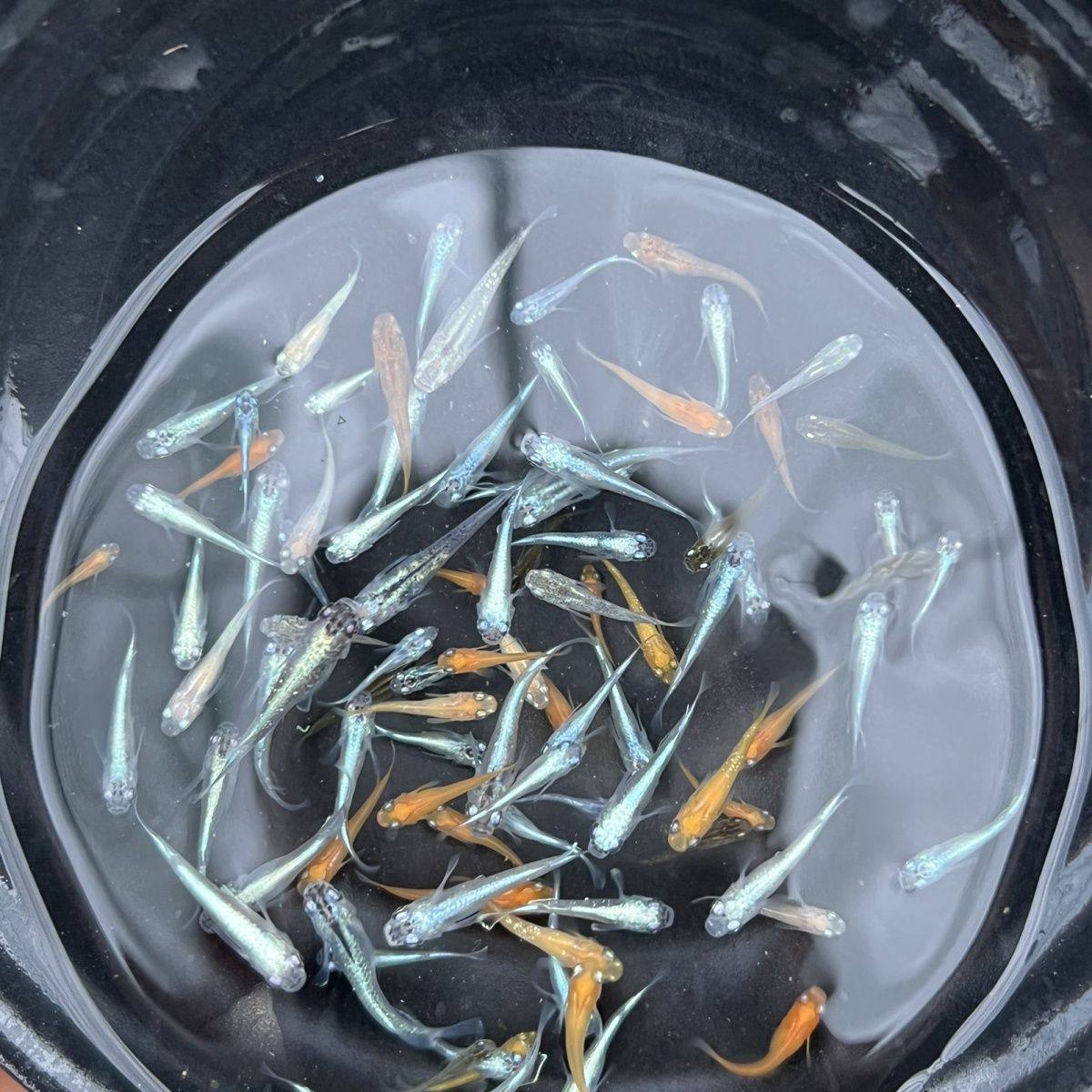 青鳉原生鱼冷水鱼不打氧不加温容易饲养除油膜小型观赏鱼原生态