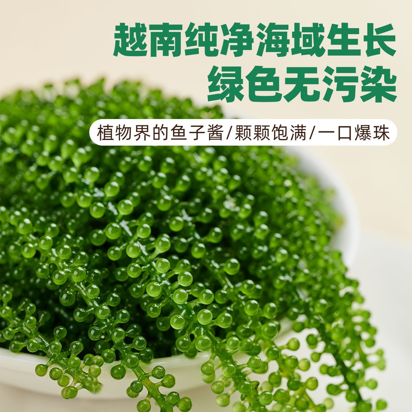 新鲜海葡萄盐渍儿童长寿菜鱼子酱海带绿色海藻裙带菜寿司批发100g