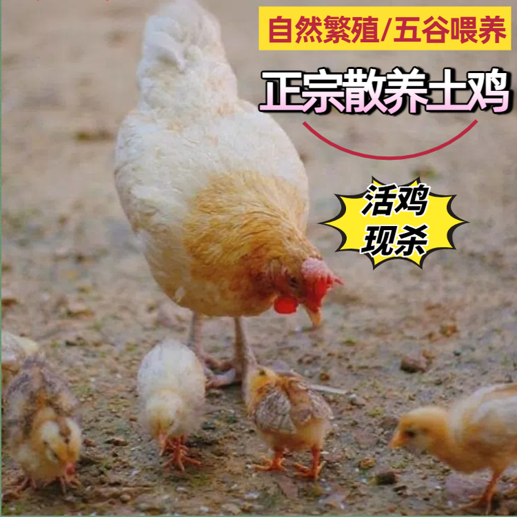 正宗农家散养跑山土鸡整只现杀
