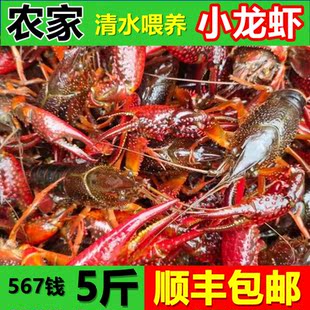 湖北洪湖小龙虾鲜活567钱清水养殖新鲜青虾红壳特大淡水虾活虾子