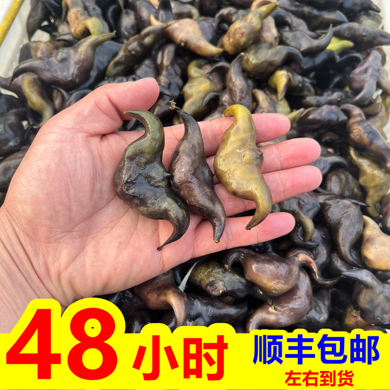 洪湖菱角新鲜5斤老菱角带壳当季水果蔬菜粉糯生菱角黑凌角大菱角