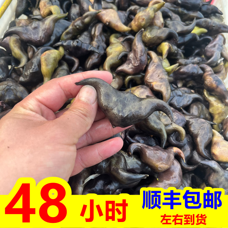 湖北洪湖老菱角新鲜5斤装