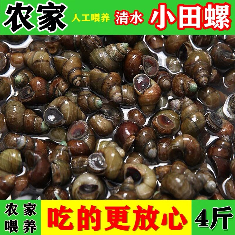 鲜活田螺石螺泥螺螺丝