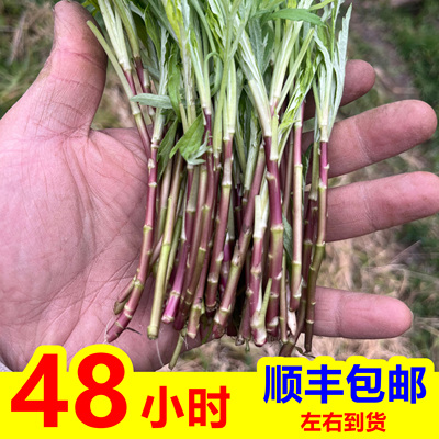 野生篱蒿野黎蒿野菜藜蒿