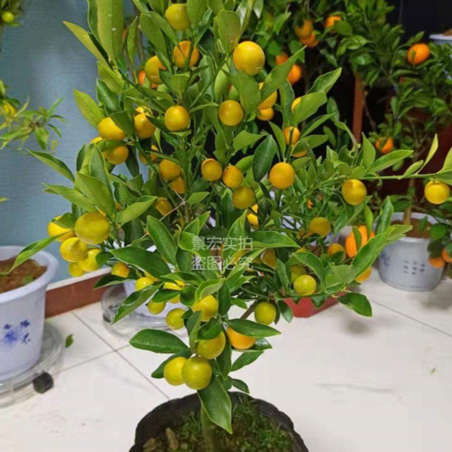 锦绣海棠鸡心花香栀子花开盆栽绿植阳台客厅种植