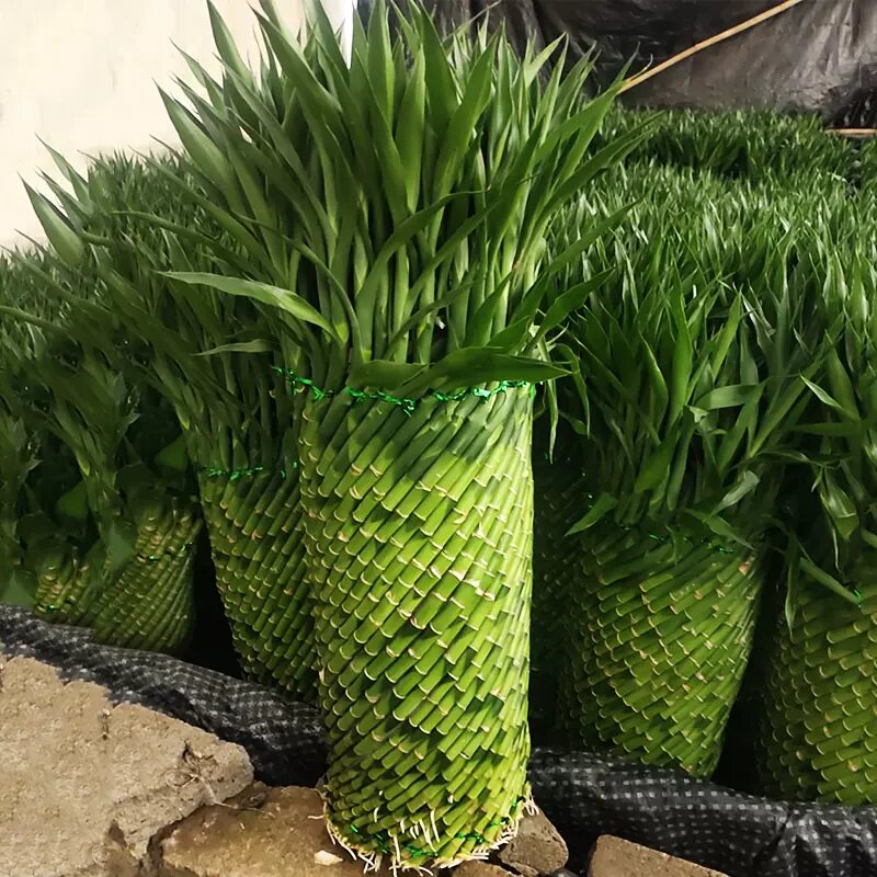 专用编织富贵竹观音竹发财竹裸竹陶瓷盆绿植花卉盆栽