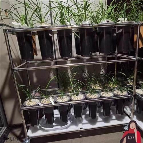 多层兰花架兰花专用架子不锈钢兰花盆架兰草架花店鲜花绿植展示架