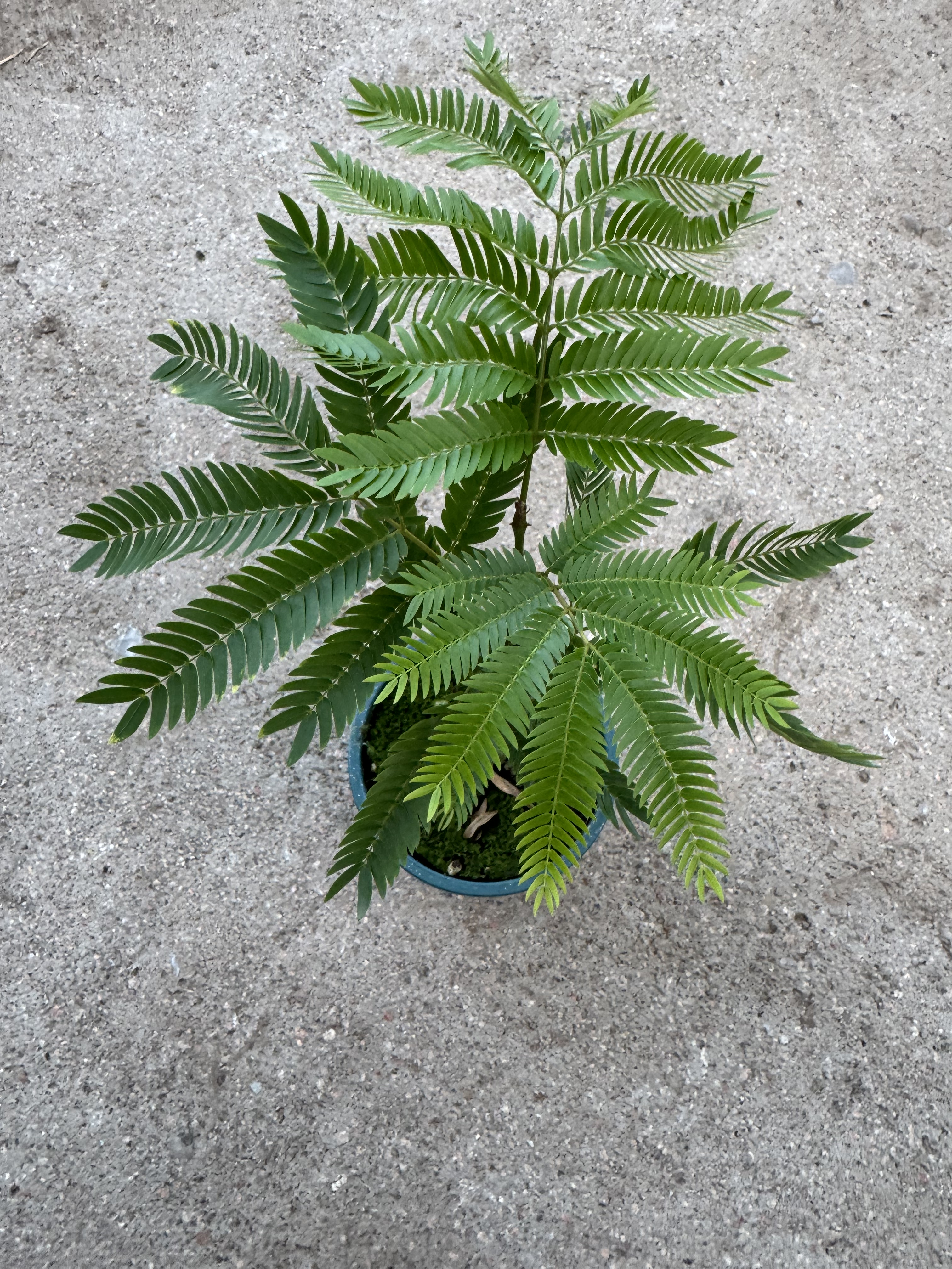密叶猴耳环盆栽室内桌面实生绿植苗热带观叶植物猴子树新手好养活