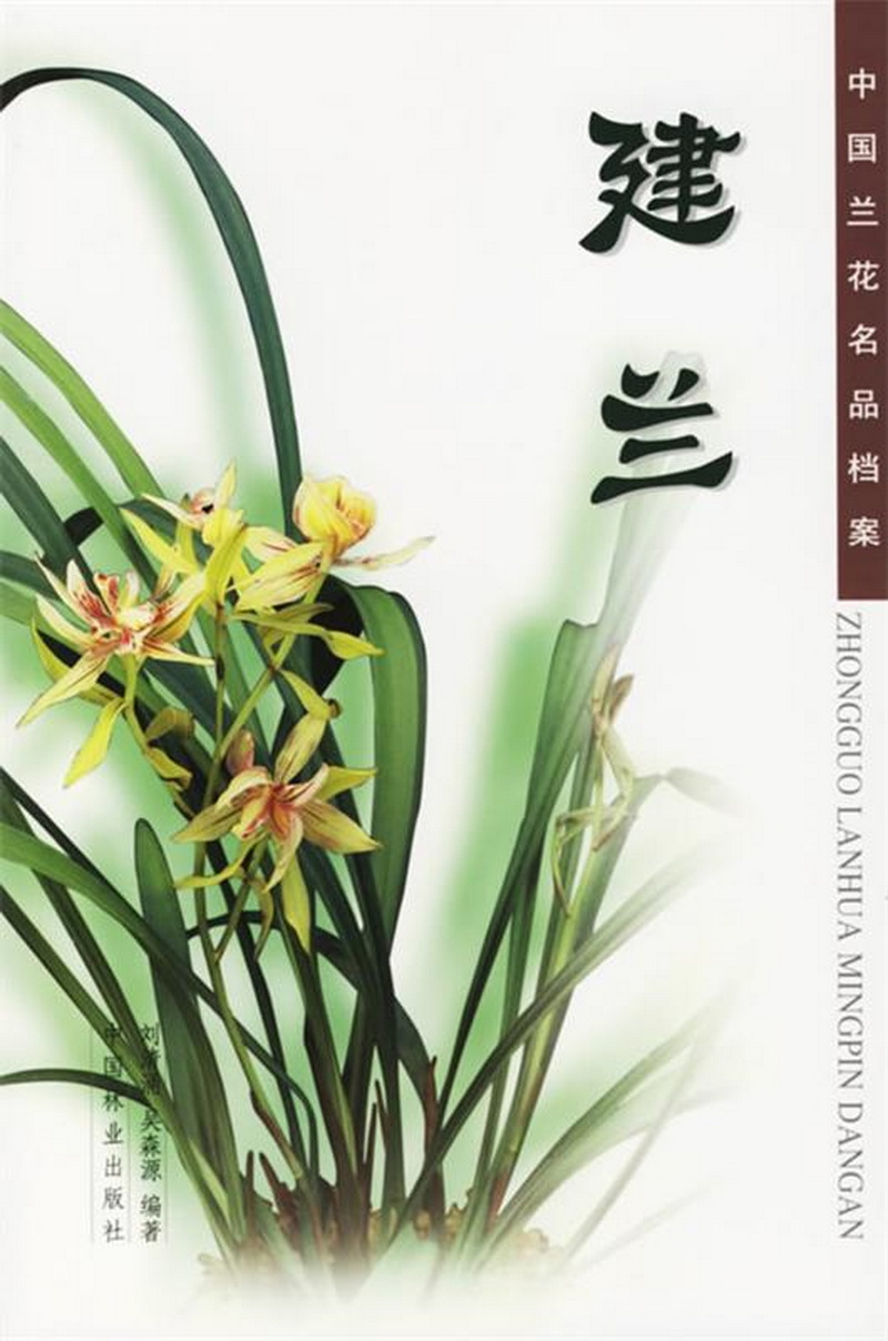 中国兰花名品档案:建兰