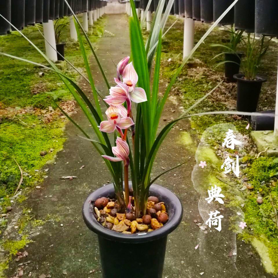 清仓价 浓香春剑 典荷  室内盆景盆栽花卉