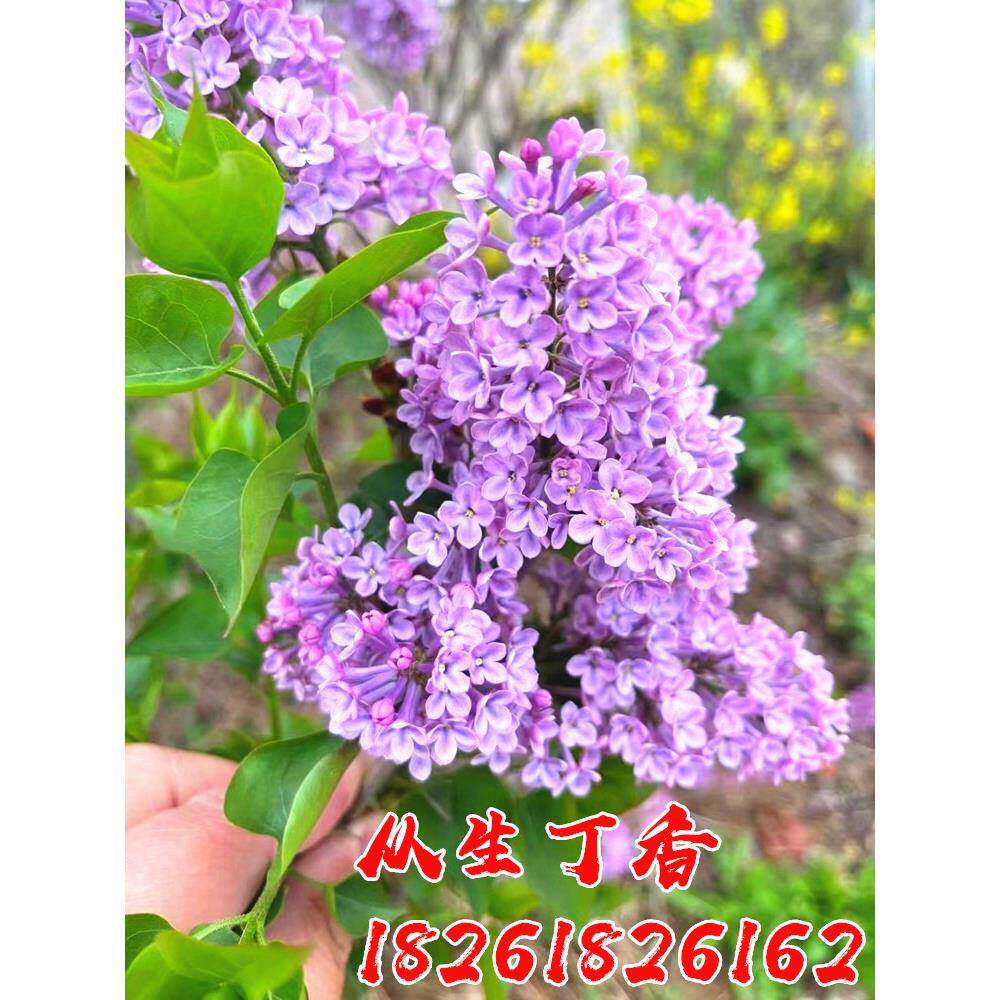 丛生丁香花苗丁香树苗别墅庭院耐寒大型风景树阳台盆栽当年开花卉