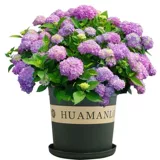 Саженцы цветов гортензии старые груды бесконечные летние горшечные цветы, текущие в четырех сезонах, постоянно внутренние цветочные цветы цветы садовые растения