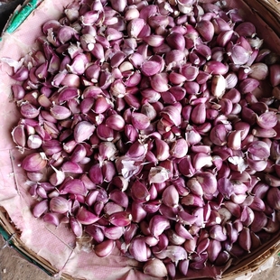 紫皮红皮蒜瓣粒种子2024紫皮蒜纯手工剥可吃可做种红硬叶出蒜苔