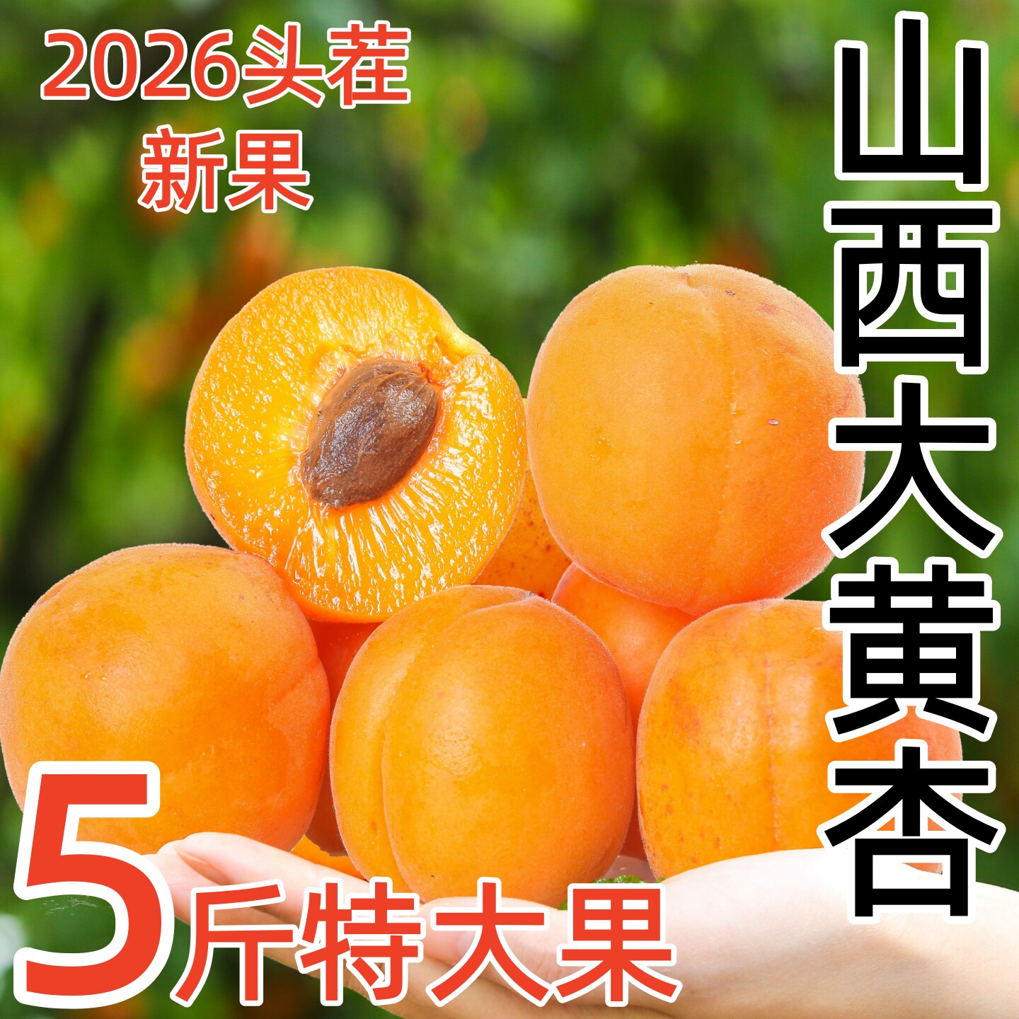杏子新鲜水果陕西大黄杏凯特5斤现摘孕妇应季酸甜金太阳新鲜水果