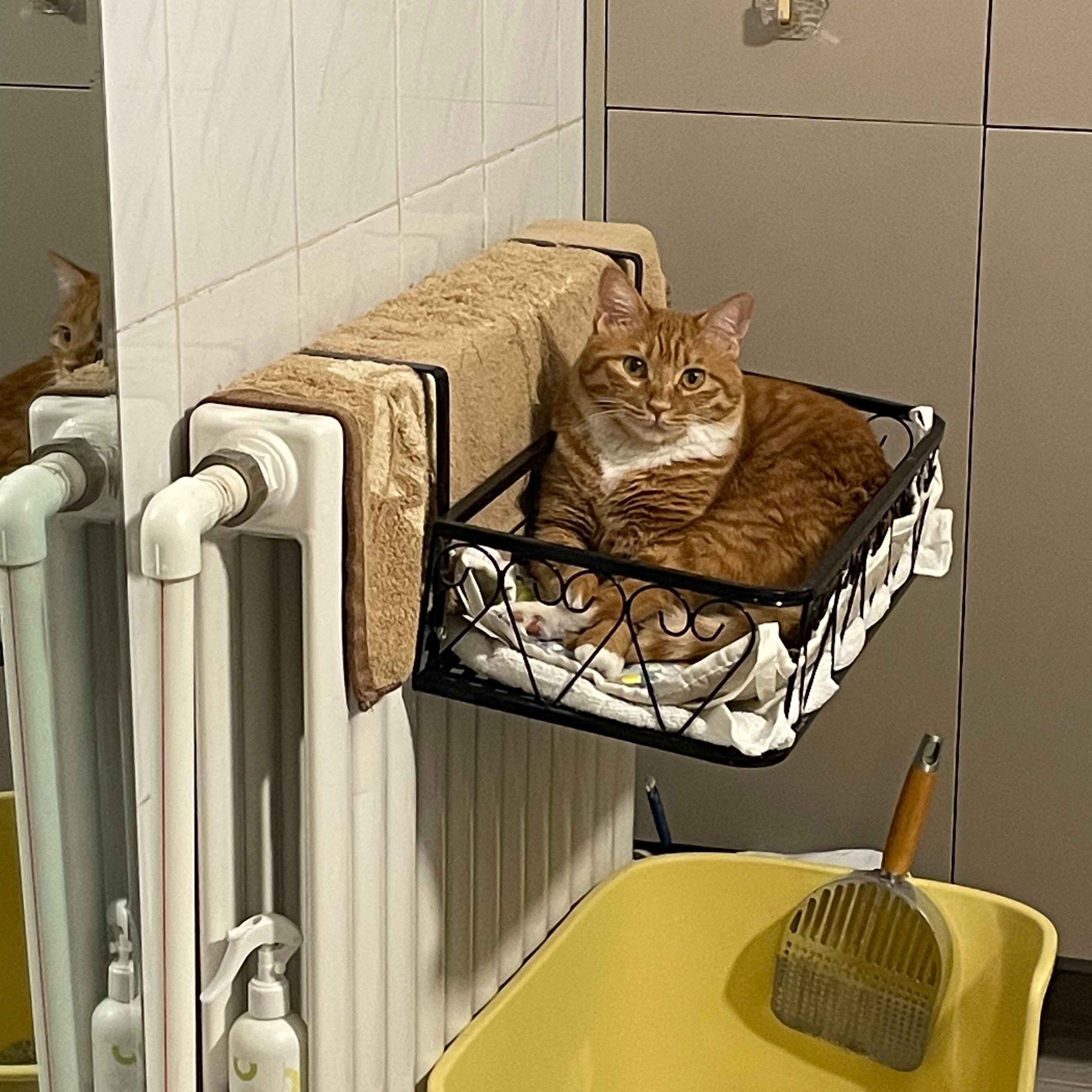 悬挂式猫窝四季通用宿舍家用暖气片旁猫吊床冬季阳台晒太阳猫爬架