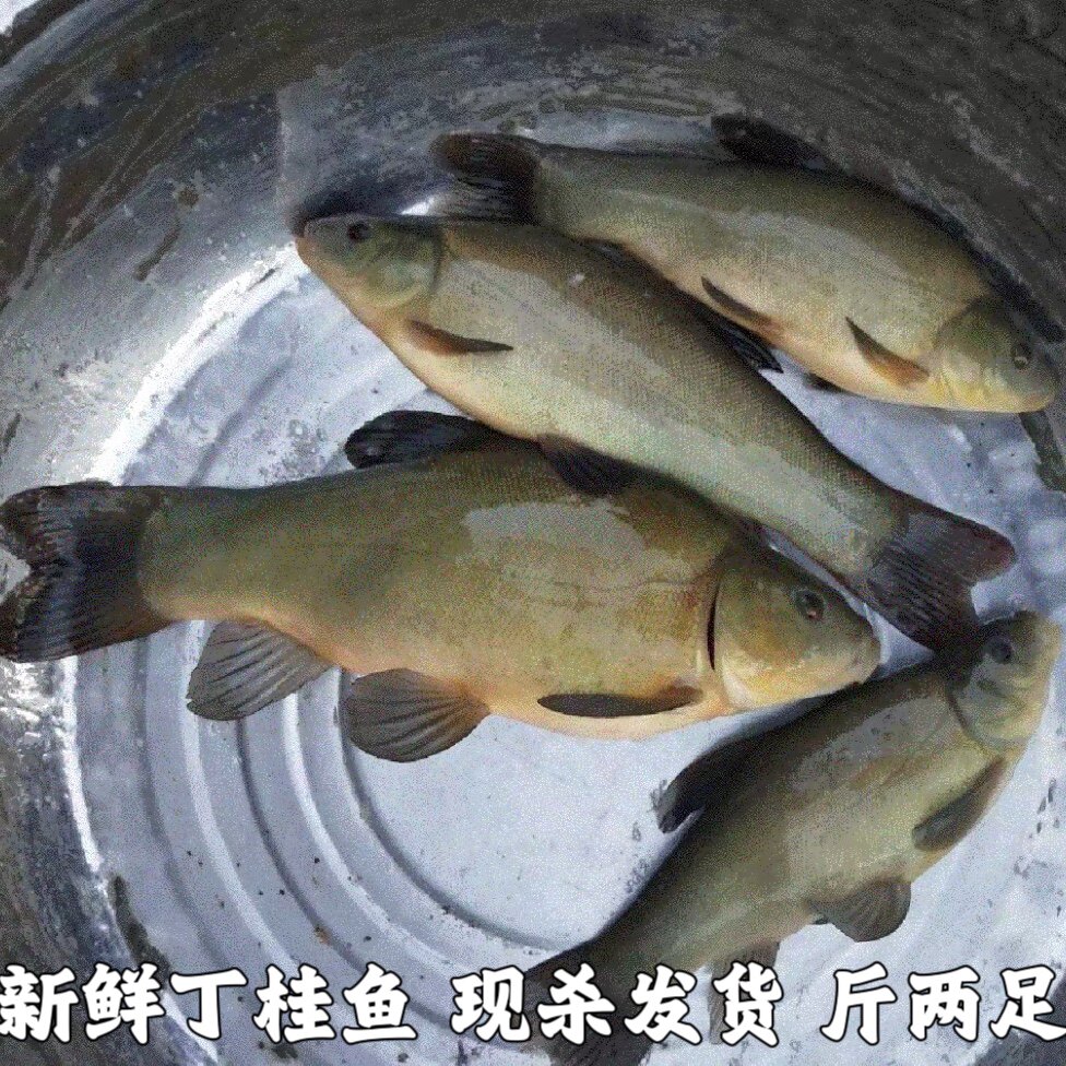 丁桂鱼新鲜丁鱥丁贵鱼冷水鱼丁岁鱼须桂鱼丁穗鱼金鲑鱼丁鱼岁现杀