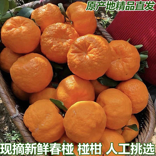 正宗湖北宜昌椪柑新鲜春椪芦柑橘子春碰柑当季水果整箱碰柑包邮