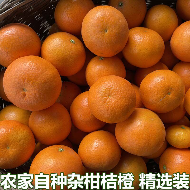 湖北宜昌农家自种杂柑橘橙桔橙水果整箱现摘薄皮手剥橙桔橙包邮
