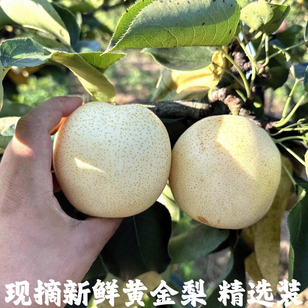 新鲜脆皮黄金梨水果9斤装黄白梨当季香酥蜜梨早雪梨黄皮梨子整箱