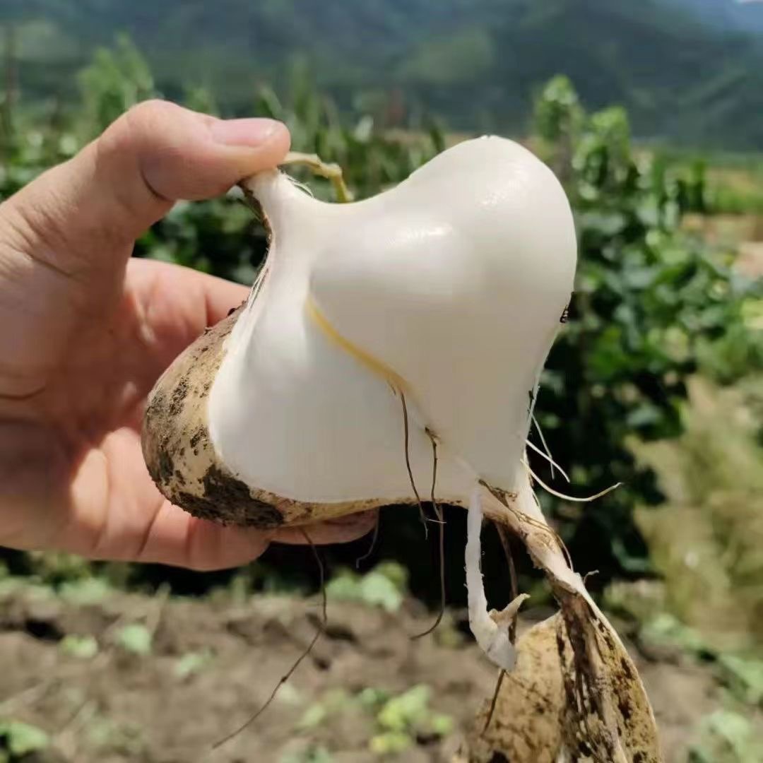 湖北凉薯萝卜农家特产清甜水果沙葛土番薯白心即食新鲜现挖白地瓜 水产肉类/新鲜蔬果/熟食 其它 原图主图