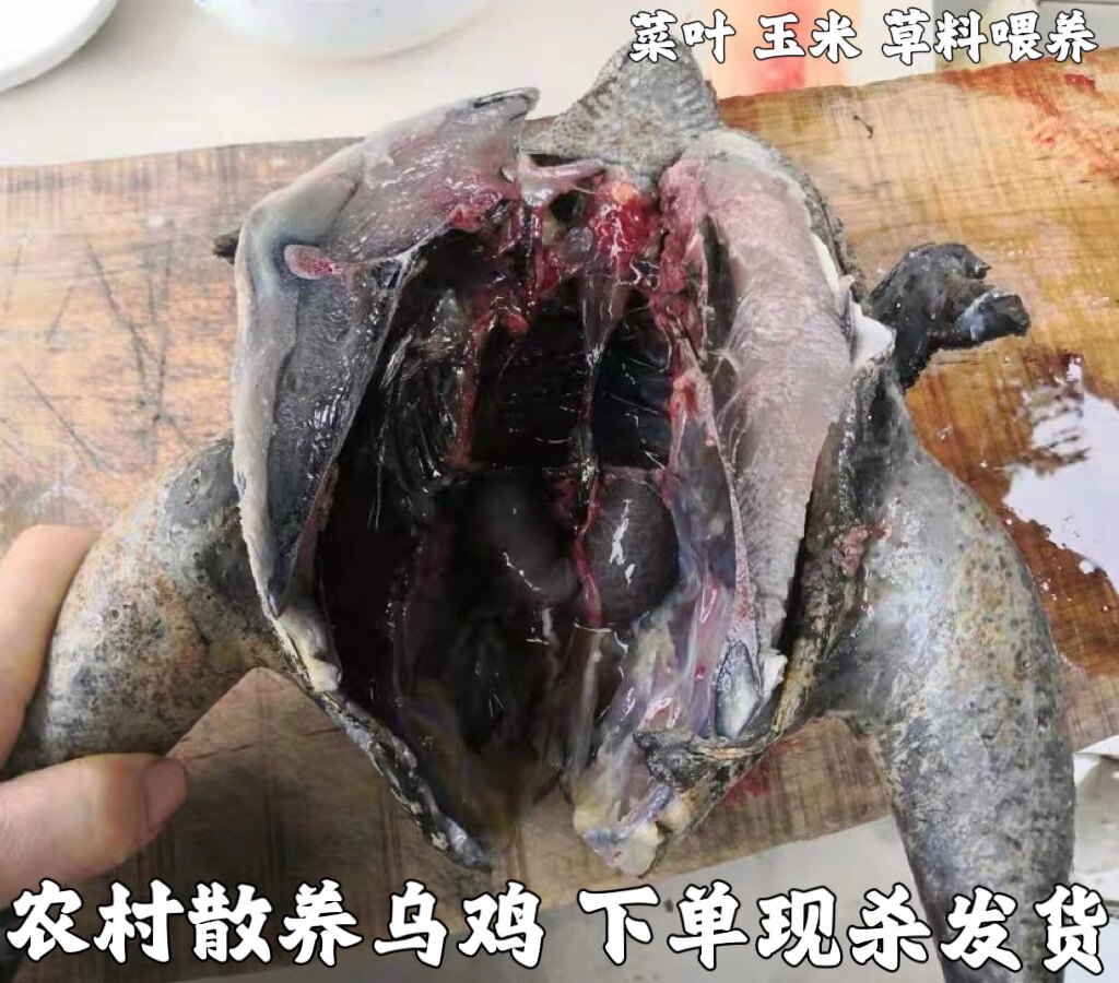 白凤乌鸡新鲜现杀整只正宗土乌鸡农家散养乌鸡五黑鸡乌骨鸡老母鸡