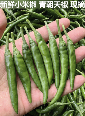 新鲜辣椒青椒尖椒绿色小米椒农家自种现摘现发特辣可做剁椒酱泡椒