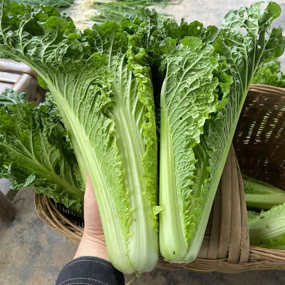 农家自种新鲜青麻叶毛白菜大白菜