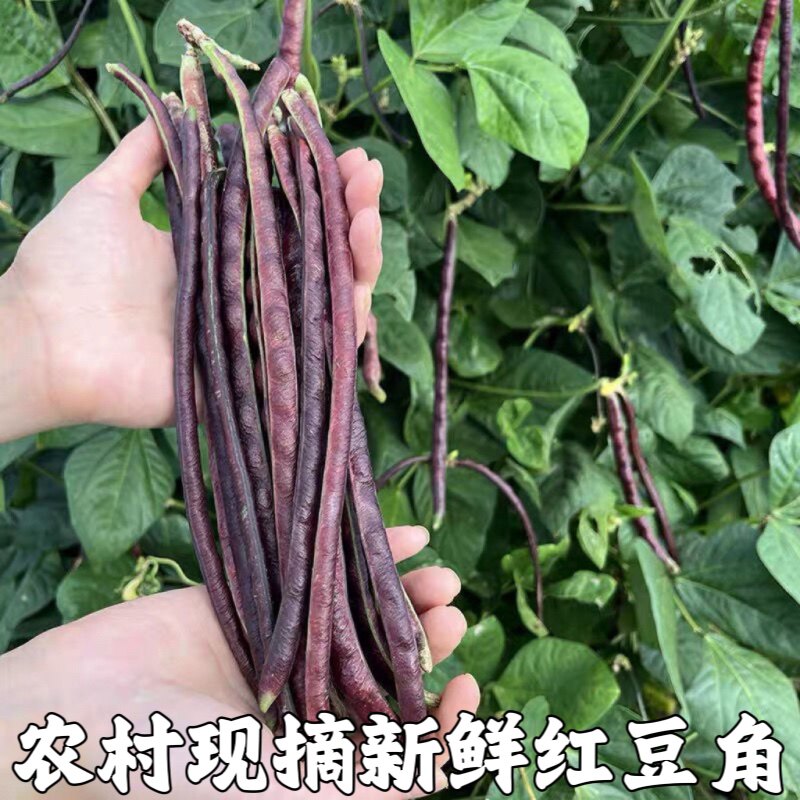 农村种植红豆角紫红色紫长豆角豇豆秋豆角紫豆角紫红豆角新鲜蔬菜