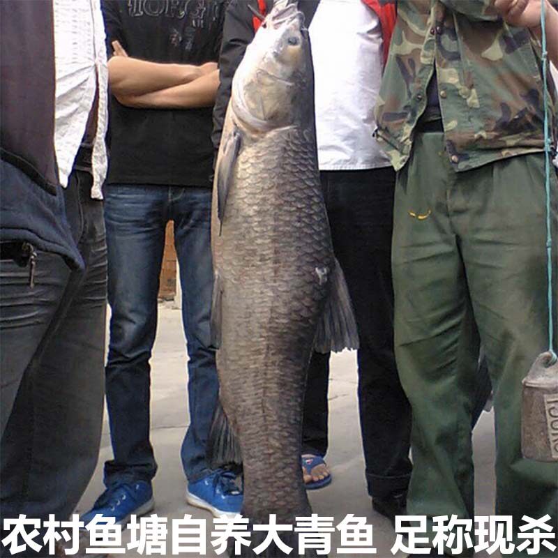 湖北宜昌农村自家鱼塘大青鱼鲜活现杀新鲜大螺丝青鱼非草鱼淡水鱼