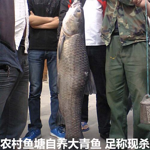 湖北宜昌农村自家鱼塘大青鱼鲜活现杀新鲜大螺丝青鱼非草鱼淡水鱼