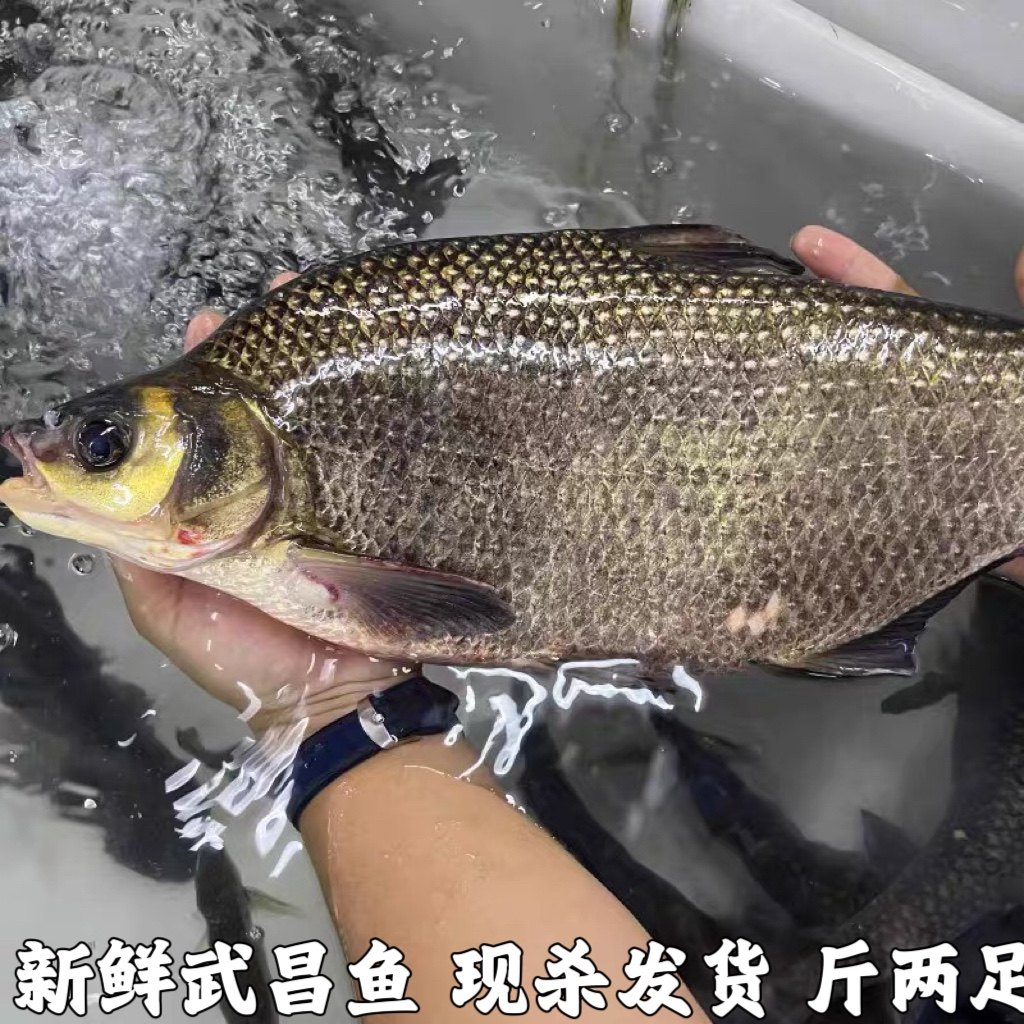 鳊鱼新鲜武昌鱼淡水鱼扁鱼新鲜湖北宜昌水库鱼鲜活鳊鱼直发包邮