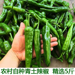 湖北宜昌农家本地土辣椒新鲜青椒薄皮小尖椒中特辣干椒新鲜包邮