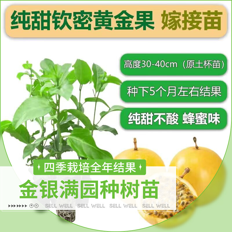 纯甜黄金九号百香果树苗台农四季结果嫁接苗阳台楼顶庭院盆栽地栽