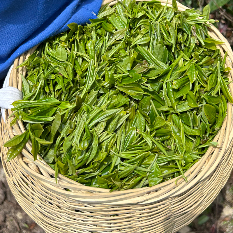 2025新茶神农架绿茶高山云雾茶绿茶250g散装云雾茶炒青绿茶茶叶