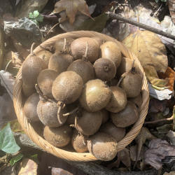 2025神农架高海拔天然现摘野生猕猴桃新鲜当季水果包邮奇异果水果