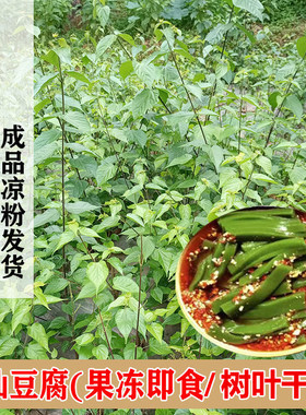 神仙豆腐干粉臭黄荆观音