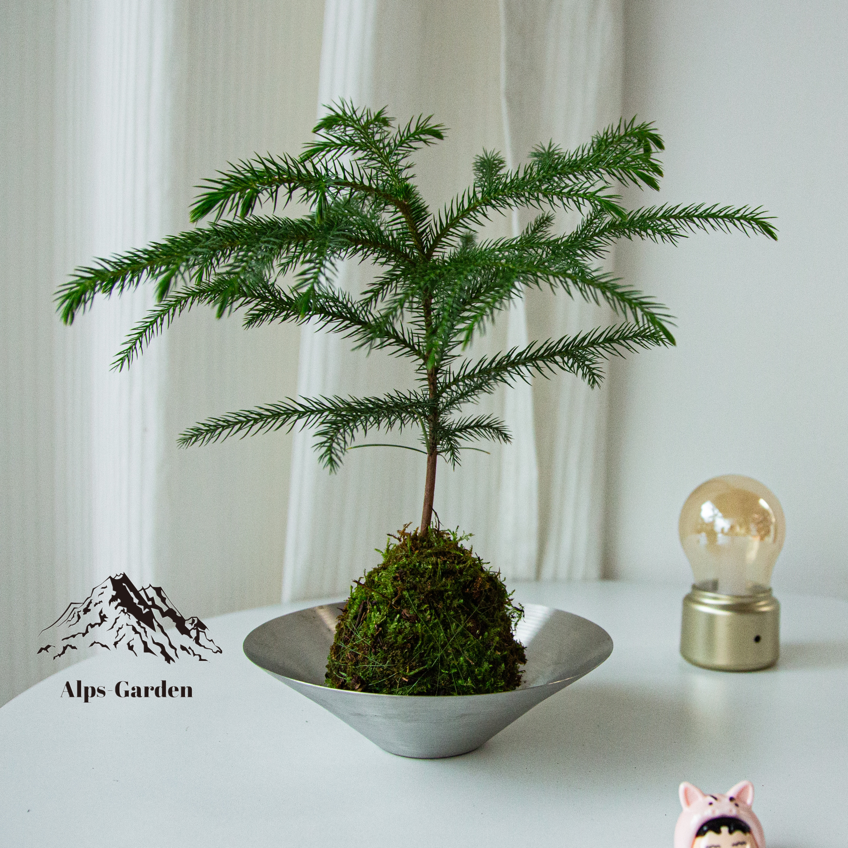 澳洲杉苔藓球简约茶桌小品盆景盆栽送人礼物办公室微景观净化空气